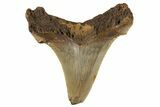 Serrated Angustidens Tooth - Megalodon Ancestor #340327-1